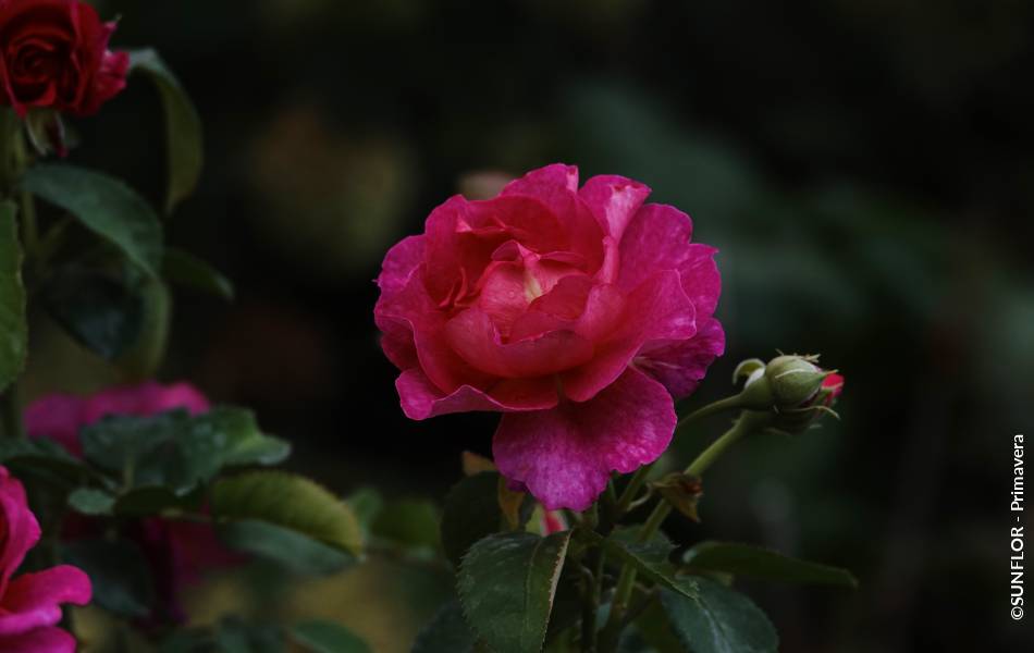 ©SUNFLOR - Primavera